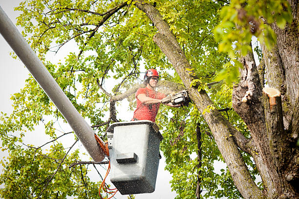 How Our Tree Care Process Works  in  Atkins, AR